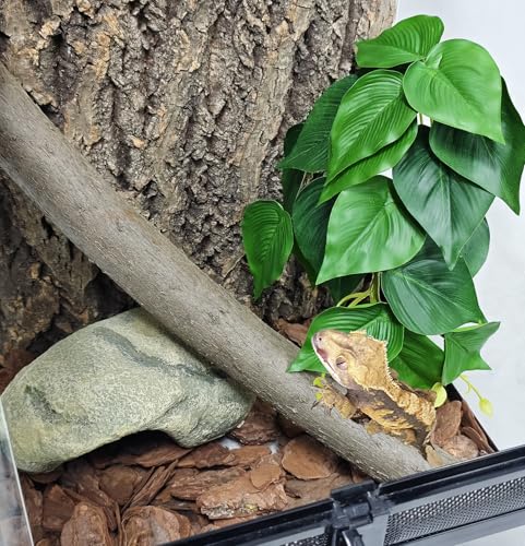 Woyrise Plantas de reptiles, enredaderas colgantes de terrar
