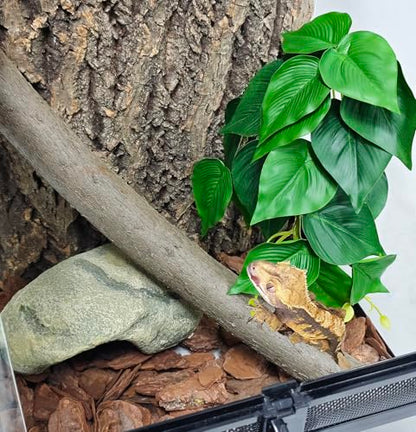 Woyrise Plantas de reptiles, enredaderas colgantes de terrar